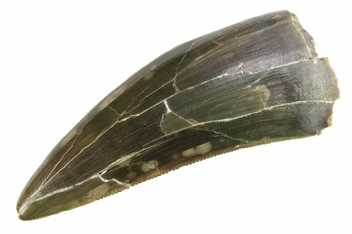 Serrated, Triassic Reptile (Postosuchus?) Tooth - Arizona #284245